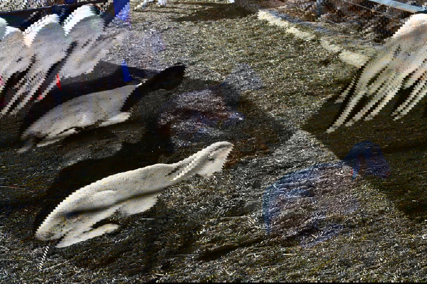 יום בחווה הירושלמית • תיעוד מרהיב ומרתק