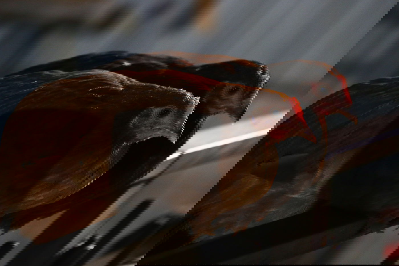 יום בחווה הירושלמית • תיעוד מרהיב ומרתק