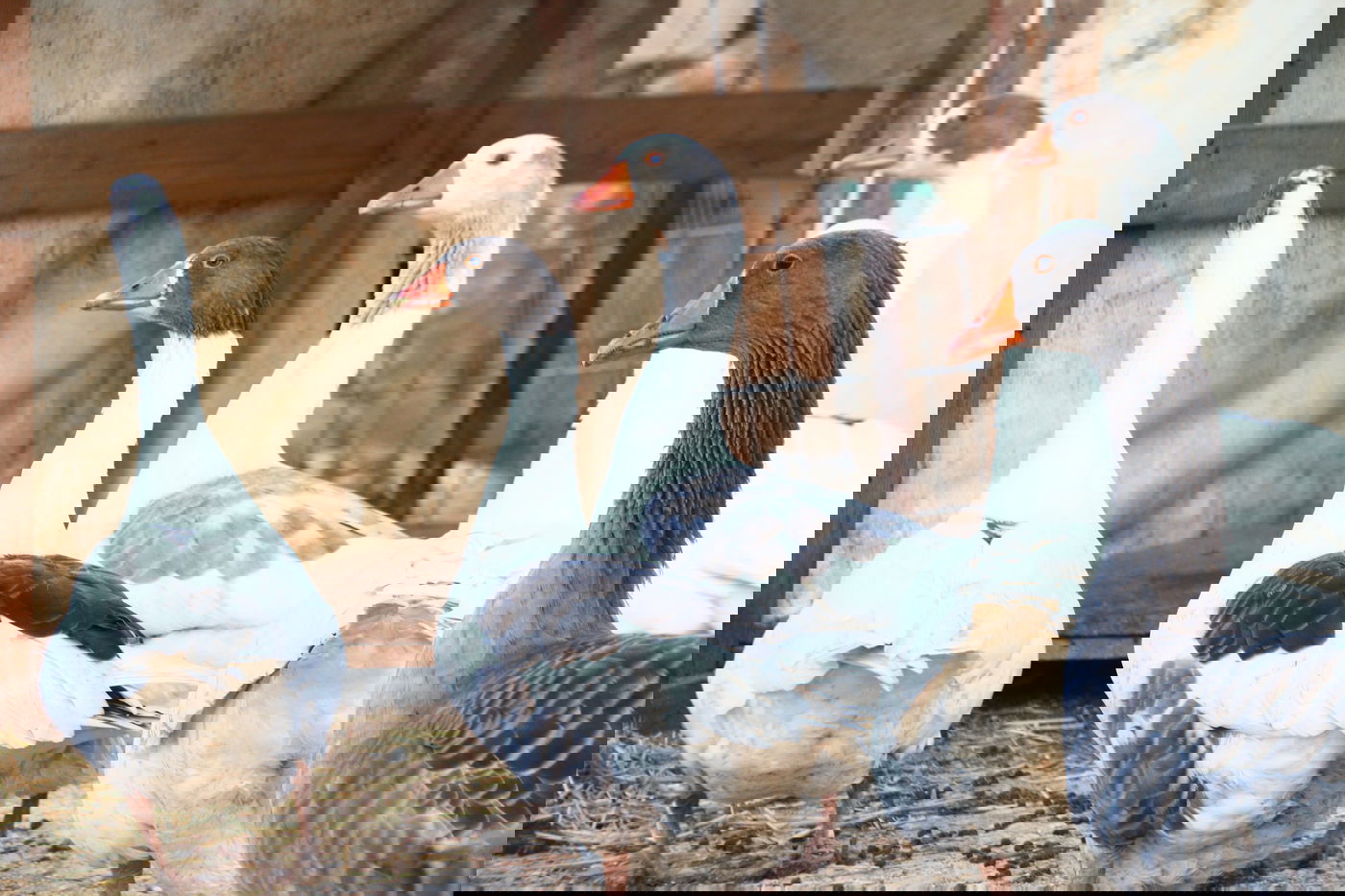 יום בחווה הירושלמית • תיעוד מרהיב ומרתק