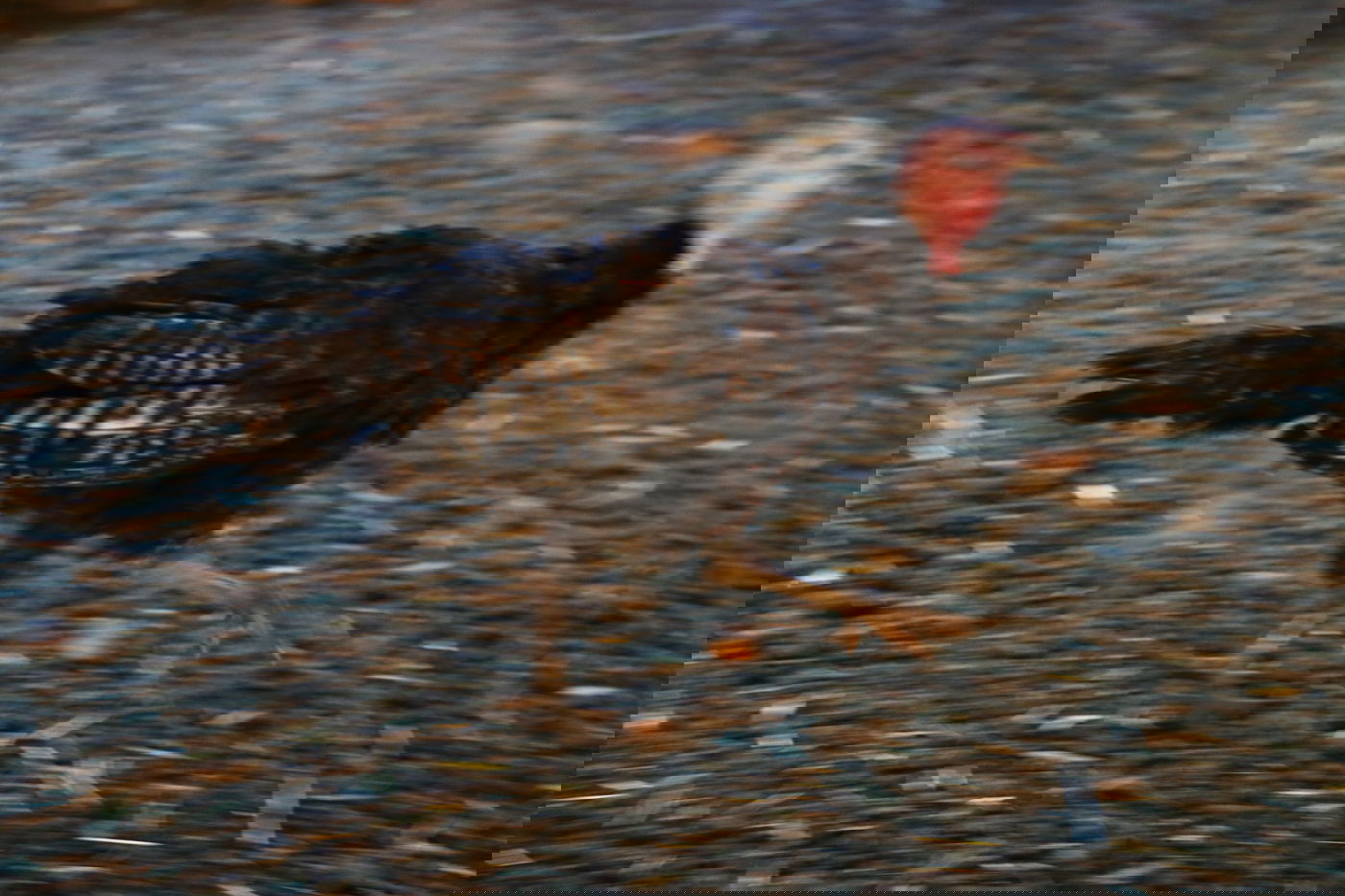 יום בחווה הירושלמית • תיעוד מרהיב ומרתק