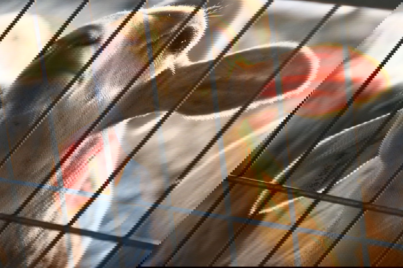 יום בחווה הירושלמית • תיעוד מרהיב ומרתק