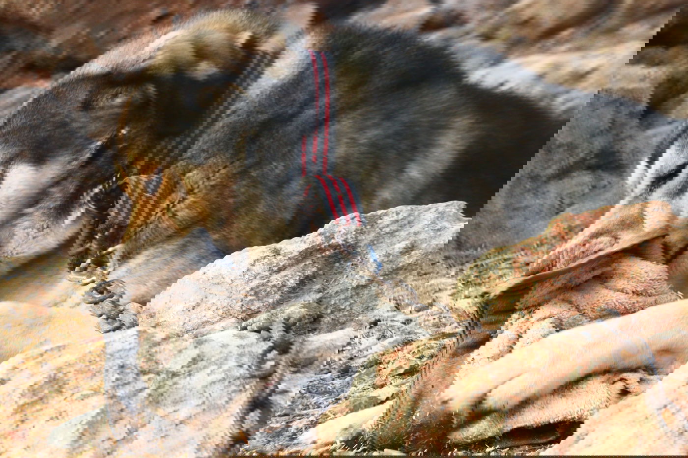 יום בחווה הירושלמית • תיעוד מרהיב ומרתק