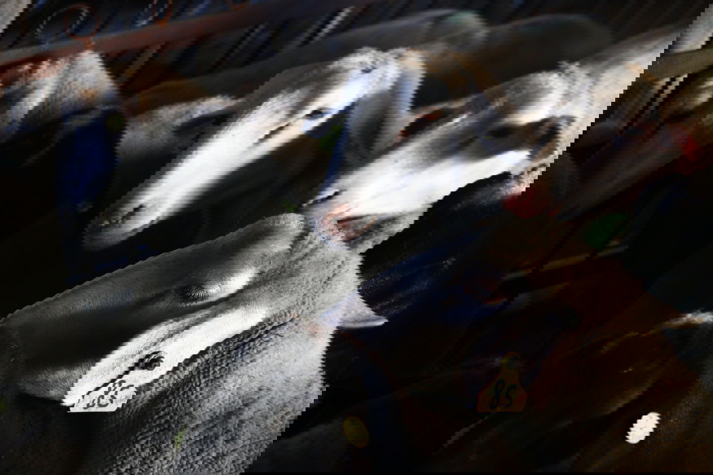 יום בחווה הירושלמית • תיעוד מרהיב ומרתק