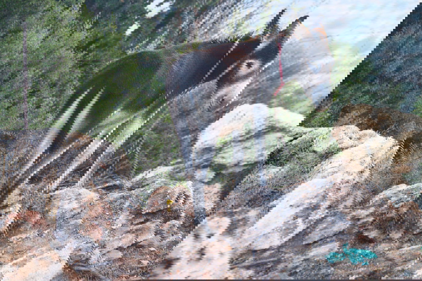 יום בחווה הירושלמית • תיעוד מרהיב ומרתק