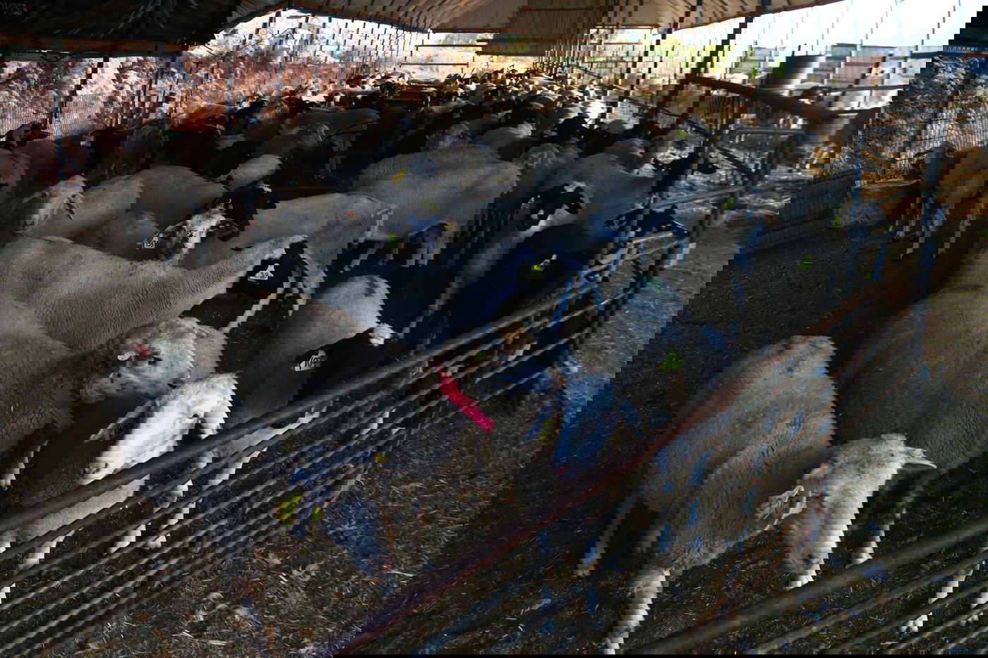 יום בחווה הירושלמית • תיעוד מרהיב ומרתק