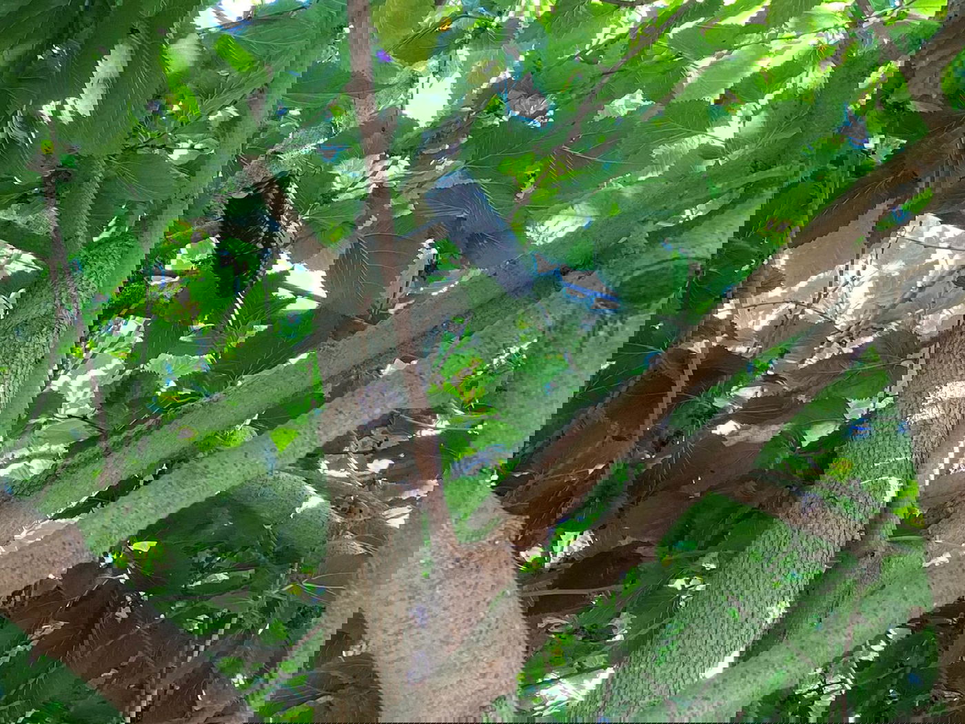 מהבוקר: 28 שריפות מבלוני התבערה מעזה