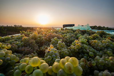 בציר ענבים בגולן אתמול