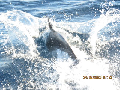 אחרי שנים: דולפינים בשמורת ראש הנקרה