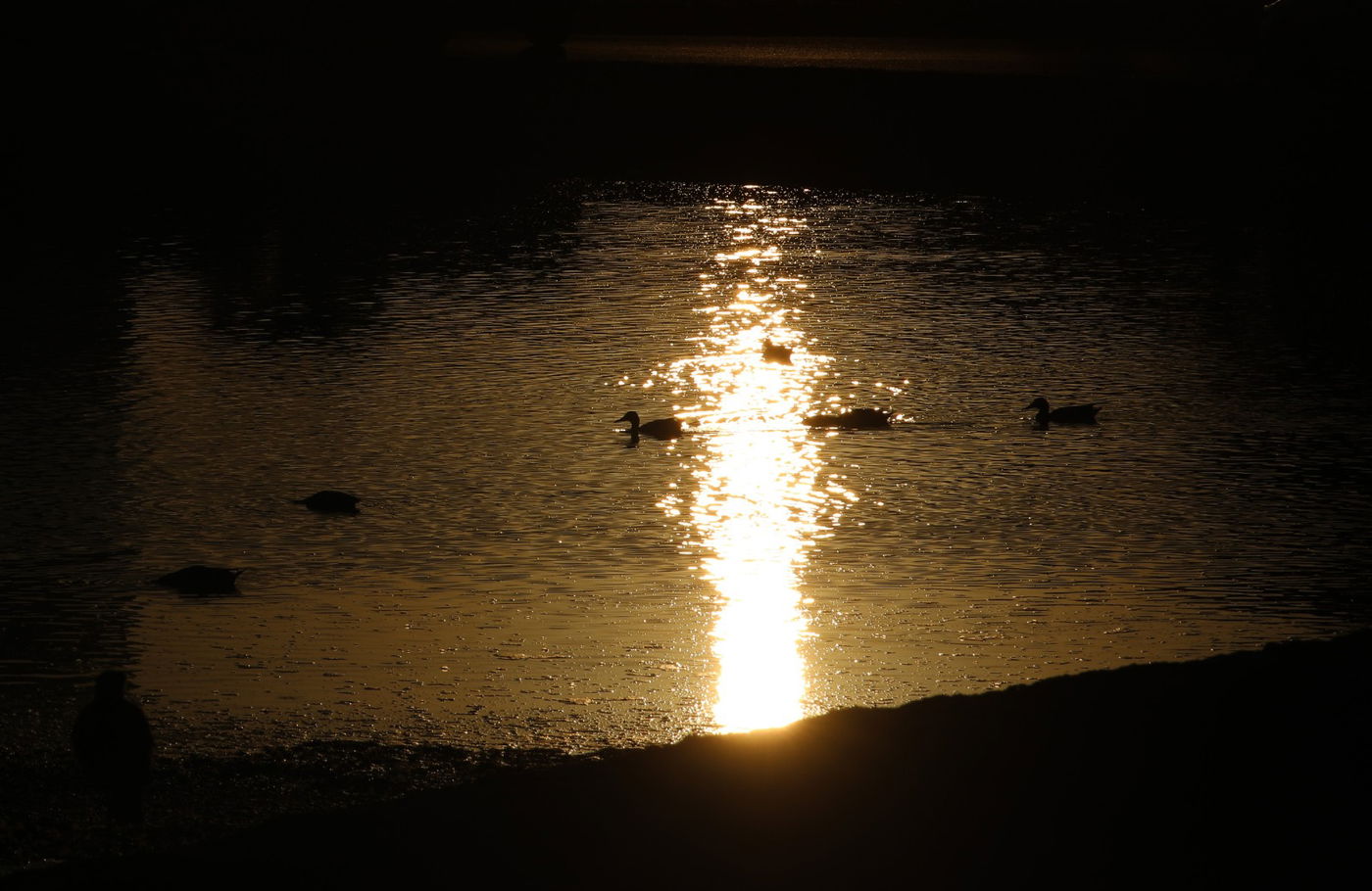 טיול לספארי ולפארק הלאומי רמת גן דרך המצלמה