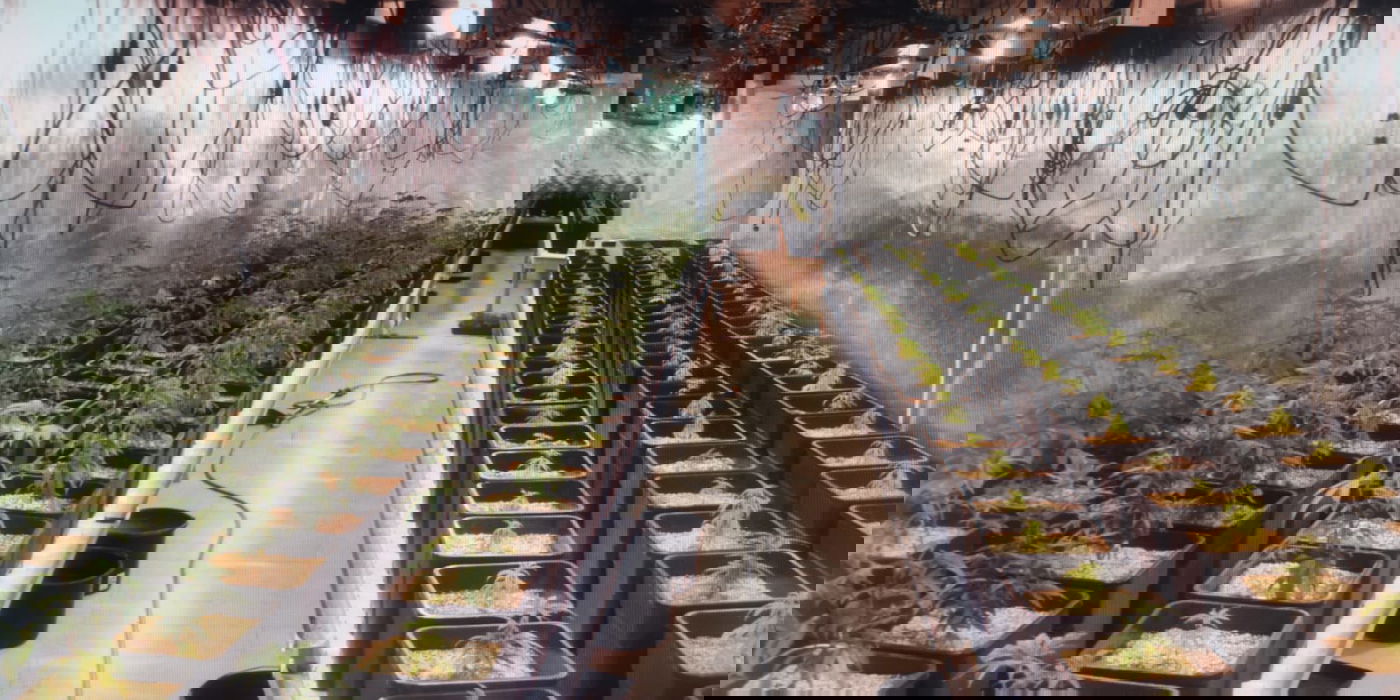 שוב נחשפה מעבדה לגידול סמים בבני ברק