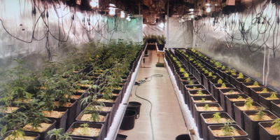 שוב נחשפה מעבדה לגידול סמים בבני ברק