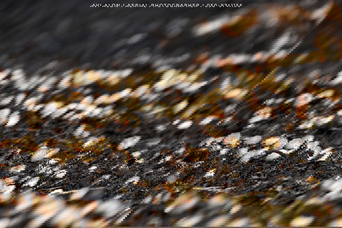 תיעוד מהאוויר: הנזק שנגרם מבלוני תבערה