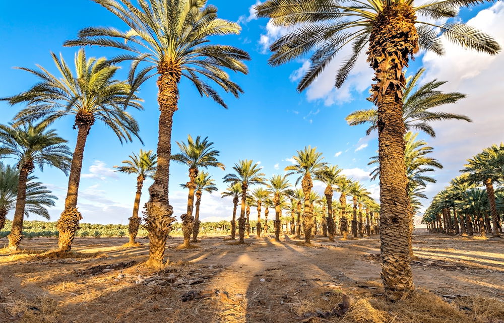 דקלים בעמק הירדן