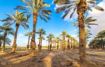 דקלים בעמק הירדן