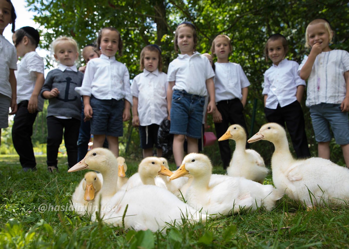 מדהים: האדמו"ר וילדי החמד האכילו ברווזים