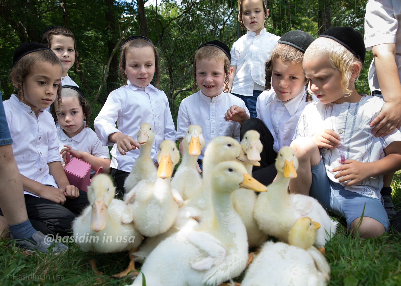 מדהים: האדמו"ר וילדי החמד האכילו ברווזים