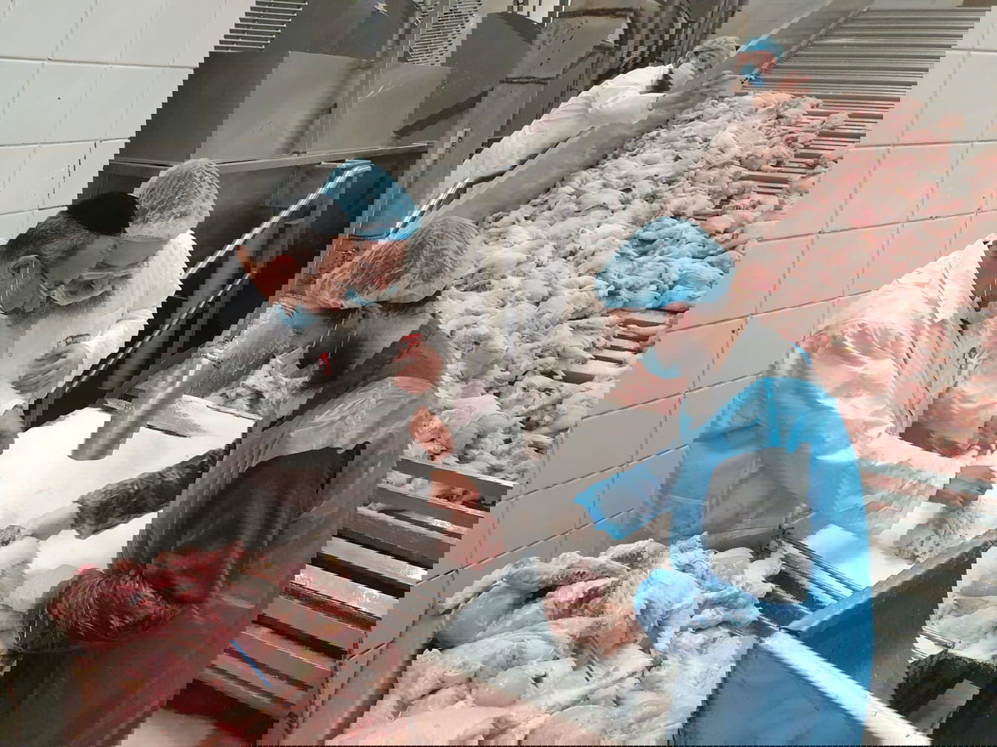 כששר הדתות שחט ובדק את הסכינים. צפו