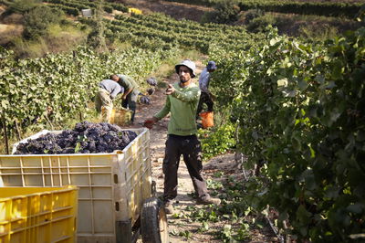 בציר גפנים בגוש עציון