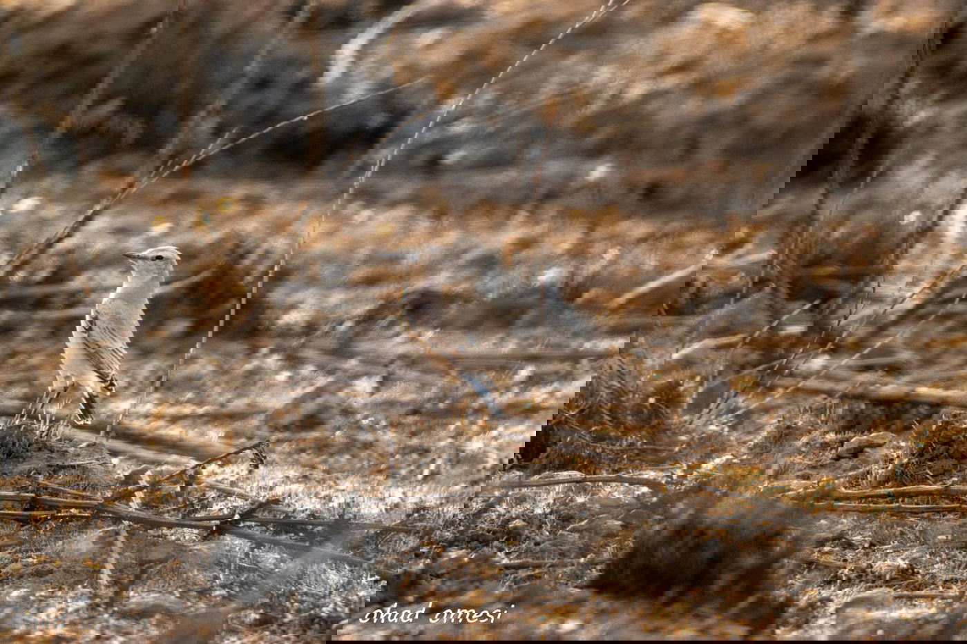 נראה אתכם: מצליחים לזהות את הציפורים?