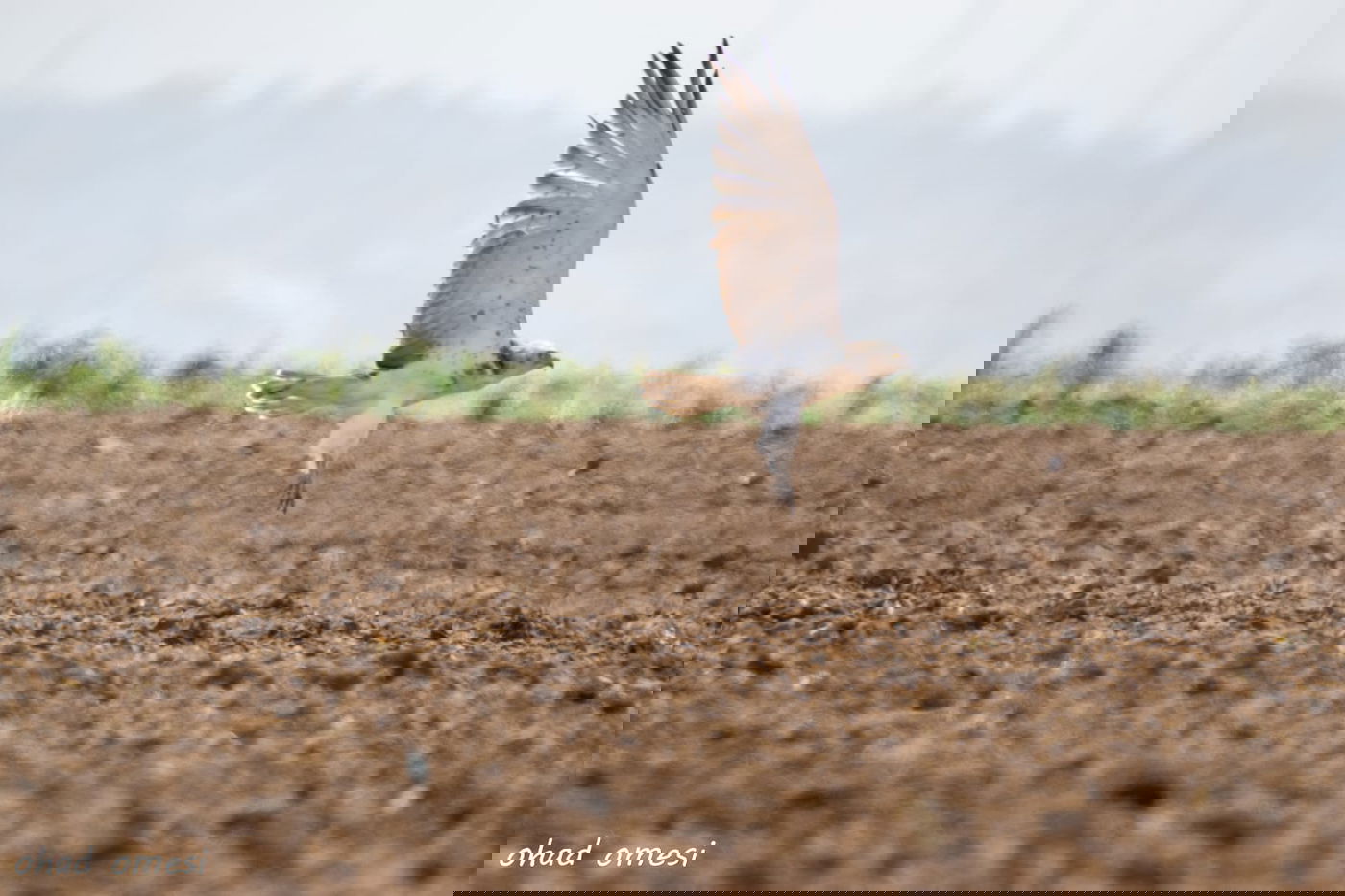 נראה אתכם: מצליחים לזהות את הציפורים?