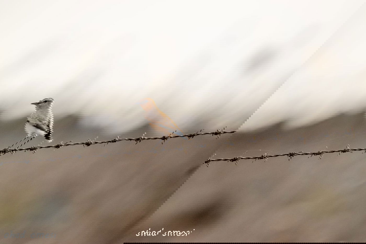 נראה אתכם: מצליחים לזהות את הציפורים?