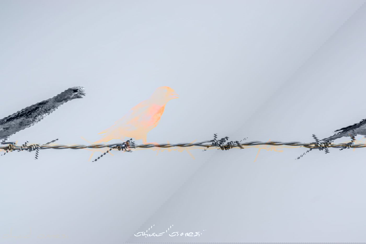 נראה אתכם: מצליחים לזהות את הציפורים?