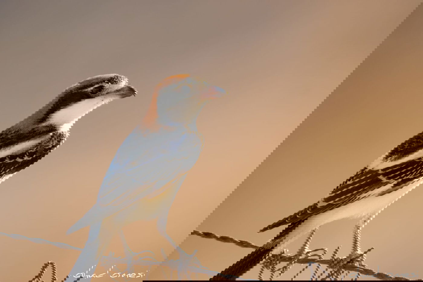 נראה אתכם: מצליחים לזהות את הציפורים?