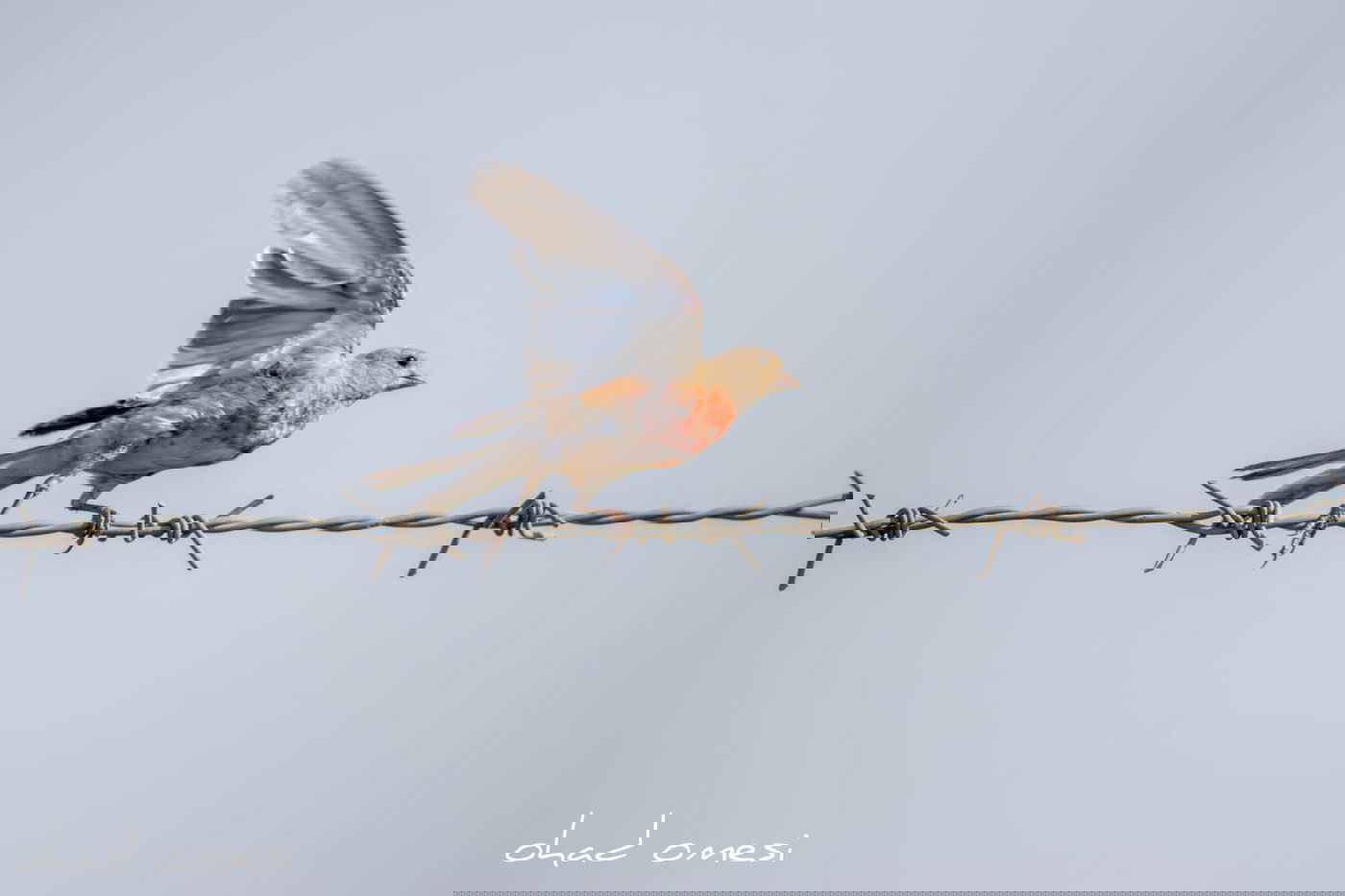 נראה אתכם: מצליחים לזהות את הציפורים?