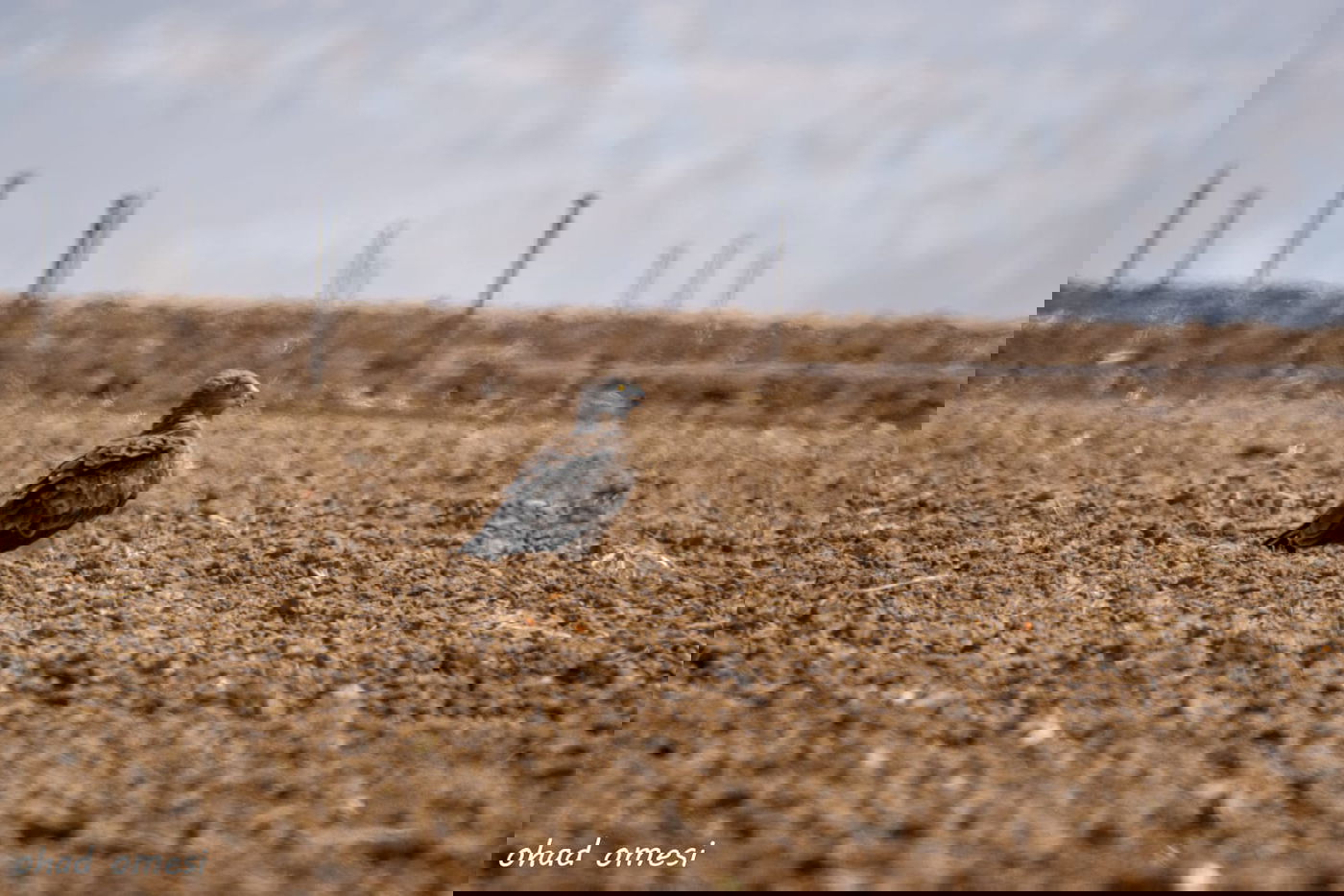 נראה אתכם: מצליחים לזהות את הציפורים?