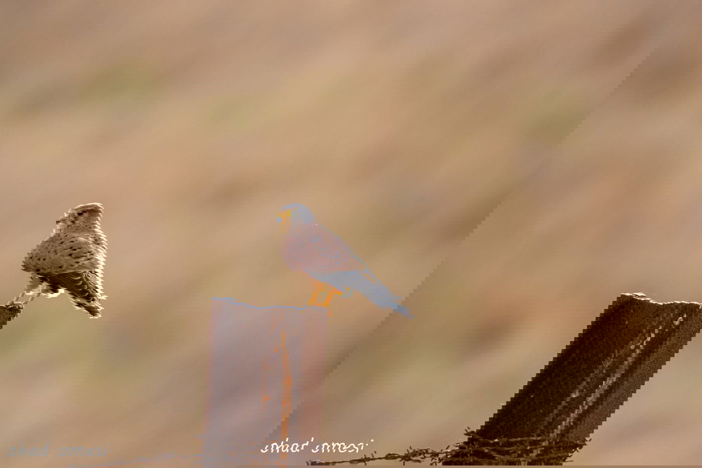 נראה אתכם: מצליחים לזהות את הציפורים?