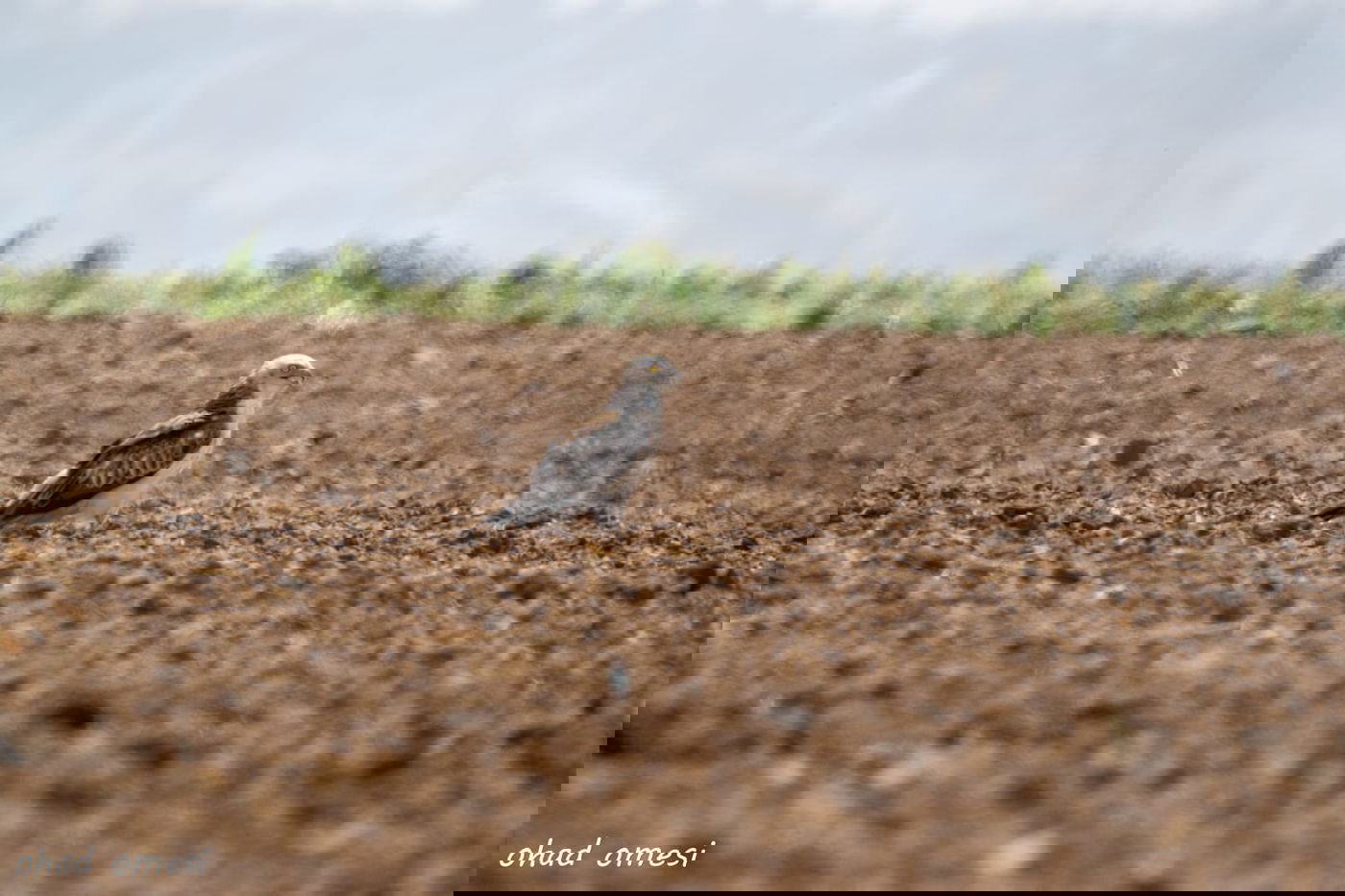 נראה אתכם: מצליחים לזהות את הציפורים?