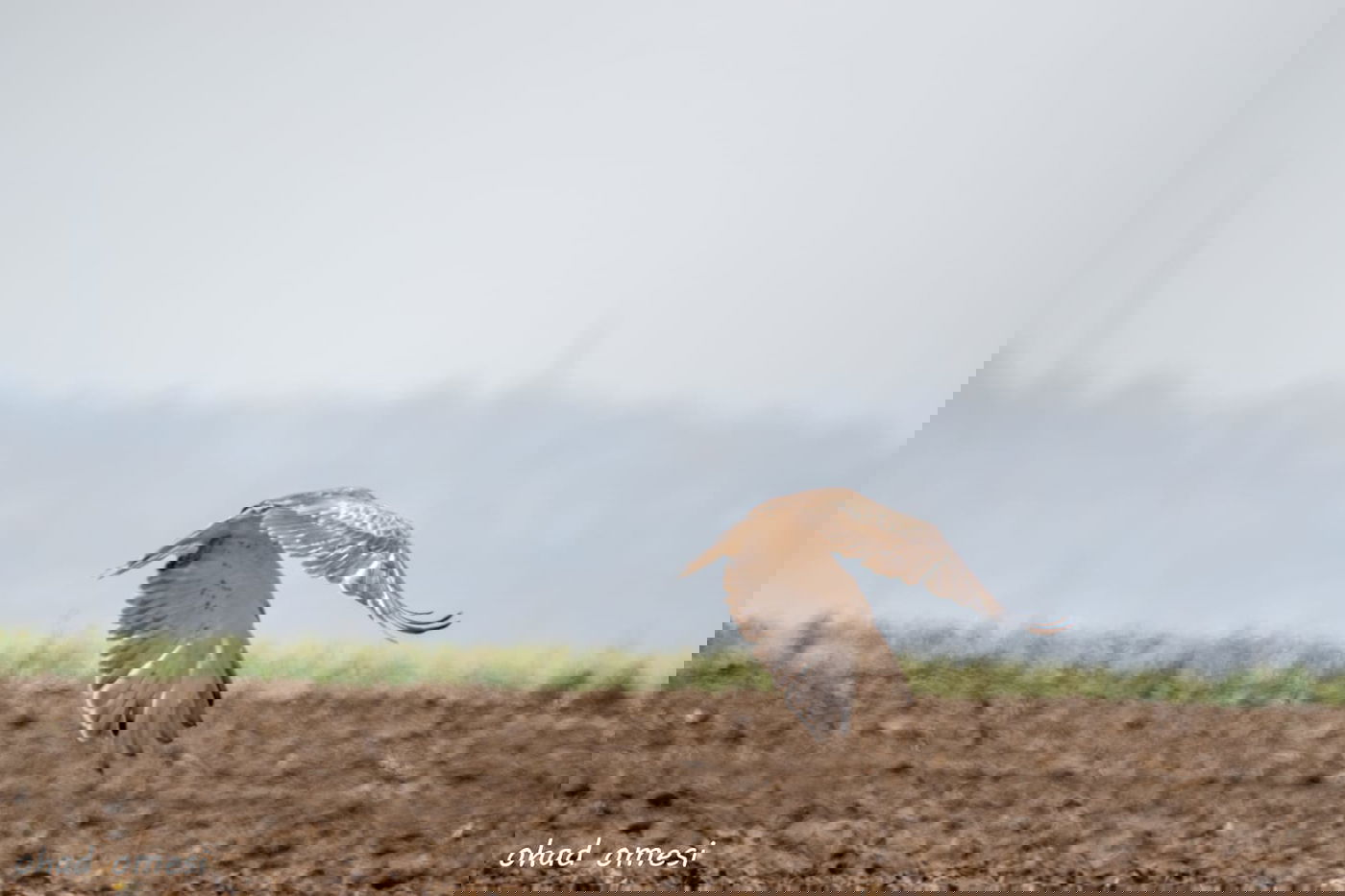 נראה אתכם: מצליחים לזהות את הציפורים?