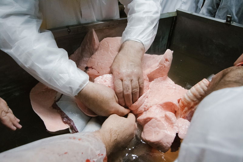 רוסיה: סכיני השוחטים נבדקו לקראת ראש השנה