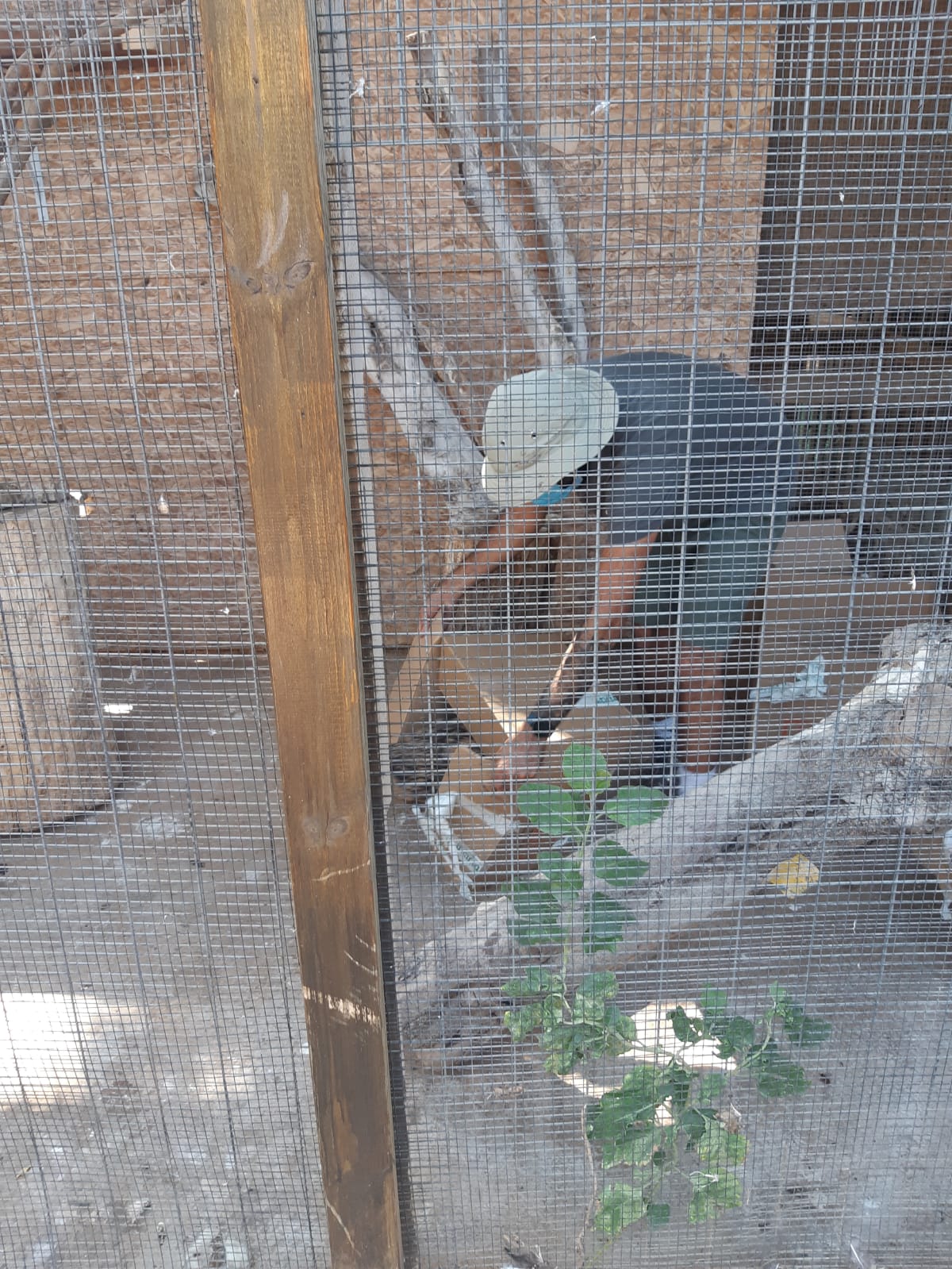 ישראל פרוש נאנק מכאבים, בעימות עם פקחים • צפו