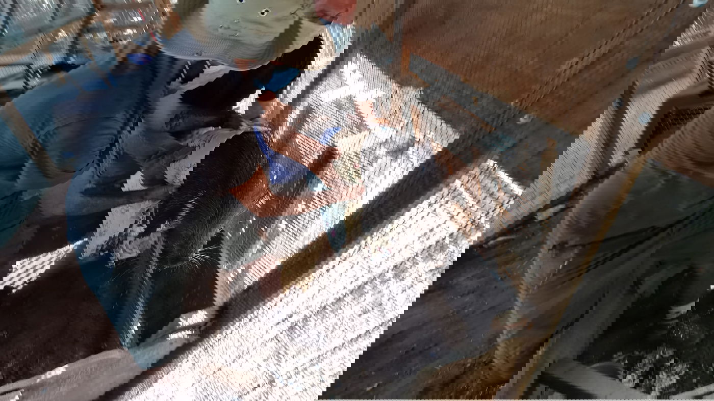 ישראל פרוש נאנק מכאבים, בעימות עם פקחים • צפו