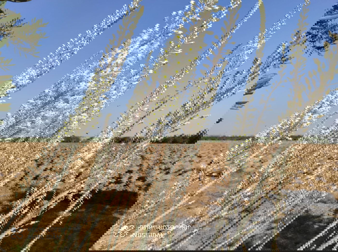 הצמח המרשים שגדל כעת ומוסר ההשכל ממנו