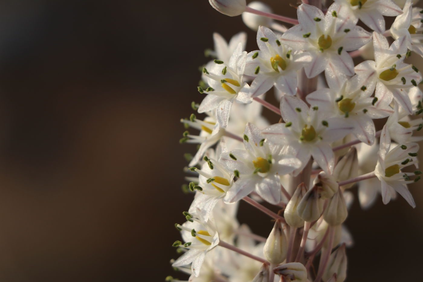 הצמח המרשים שגדל כעת ומוסר ההשכל ממנו