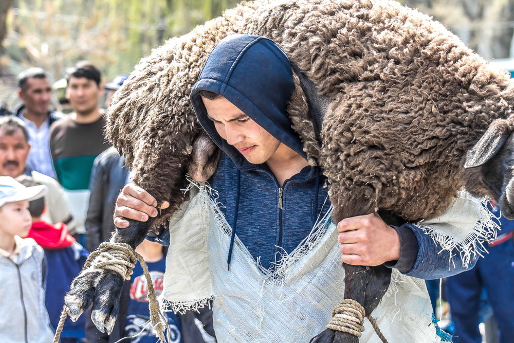אילוסטרציה. כבש מובל לשחיטה