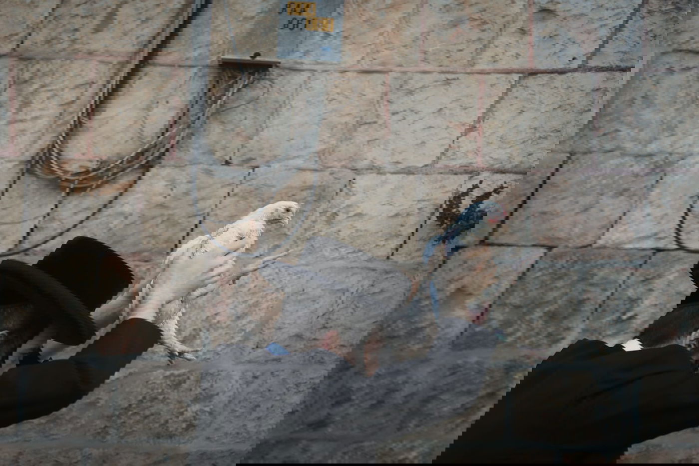 כפרות וארבעת המינים: נערכים לחגי קורונה