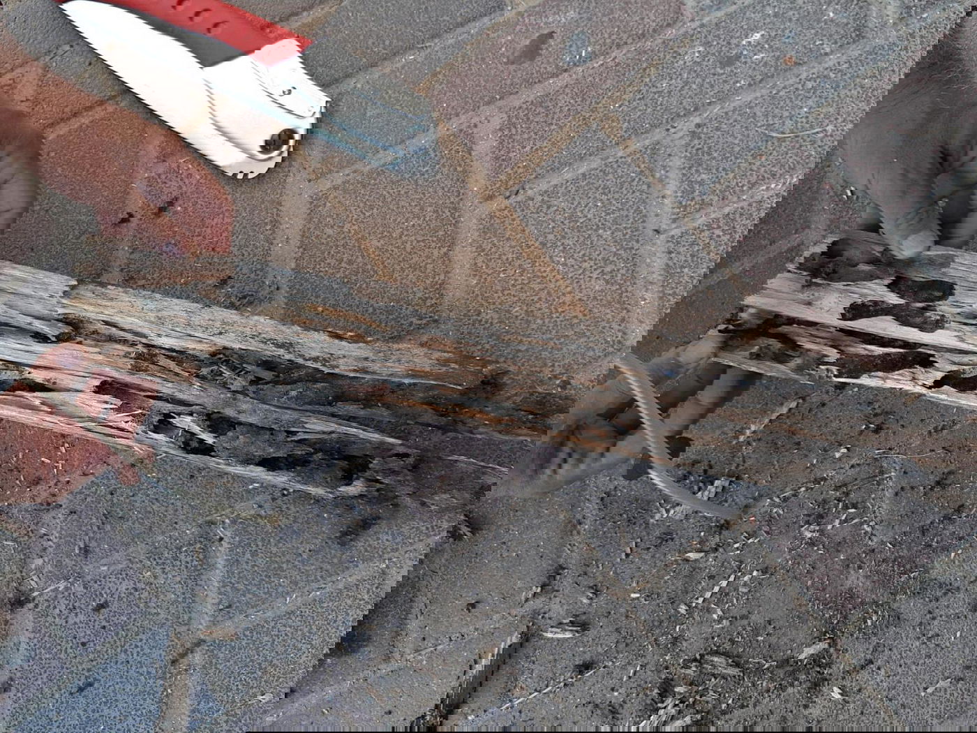 הטרמיט "המזיק ביותר בעולם" התגלה בפתח תקווה