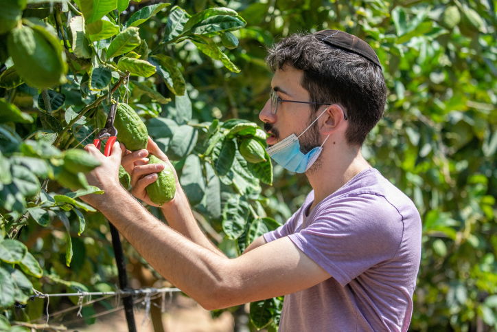 קטיף אתרוגים אתמול בכפר חב"ד