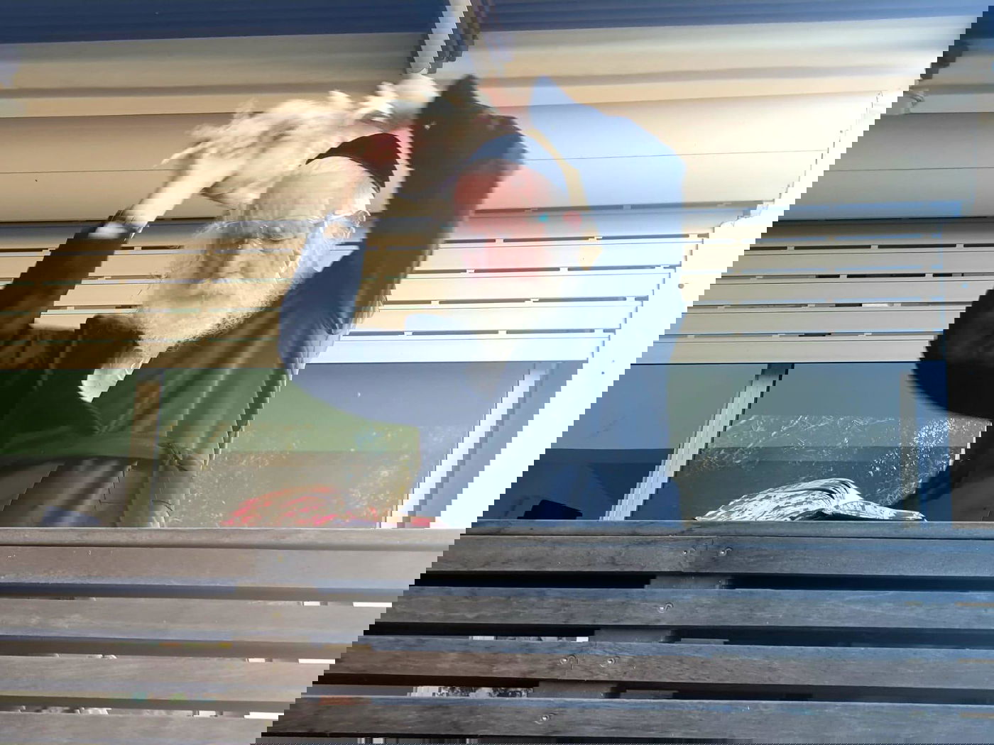 הגרי"ד גרוסמן במנהג הכפרות וכיסו הדם