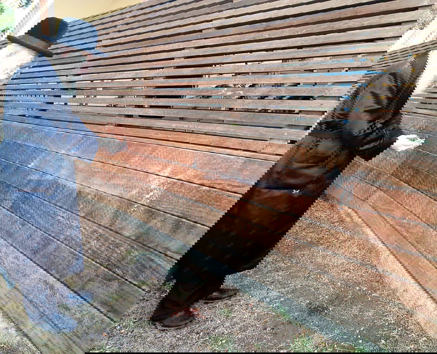 הגרי"ד גרוסמן במנהג הכפרות וכיסו הדם