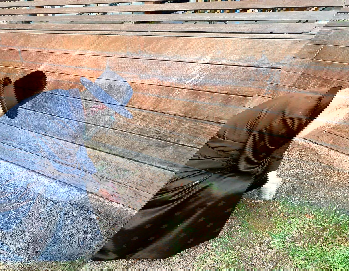 הגרי"ד גרוסמן במנהג הכפרות וכיסו הדם