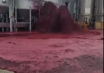גייזר, ונחל אדום: 50,000 ליטרים יין נשפכו