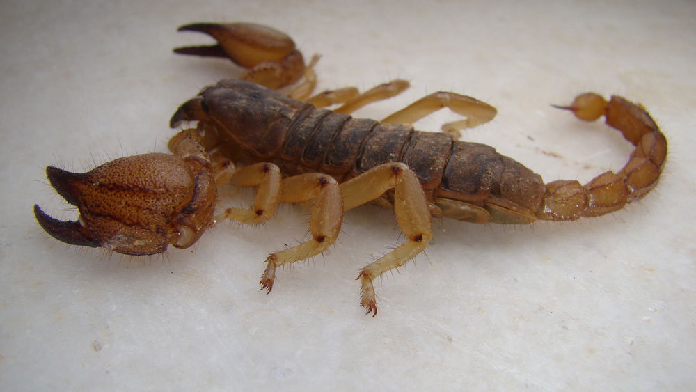 מפחיד: עקרב צהוב עקץ פעוט, שהורדם והונשם