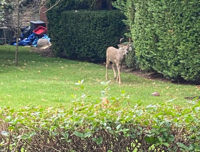מרדף משעשע אחרי צבי ברחובות פלטבוש