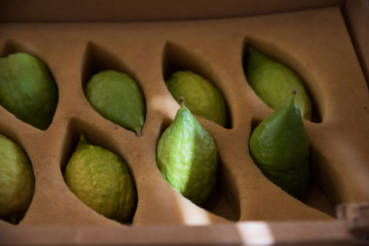 הראיה הארכאולוגית לרכישת ד' מינים ביוקר