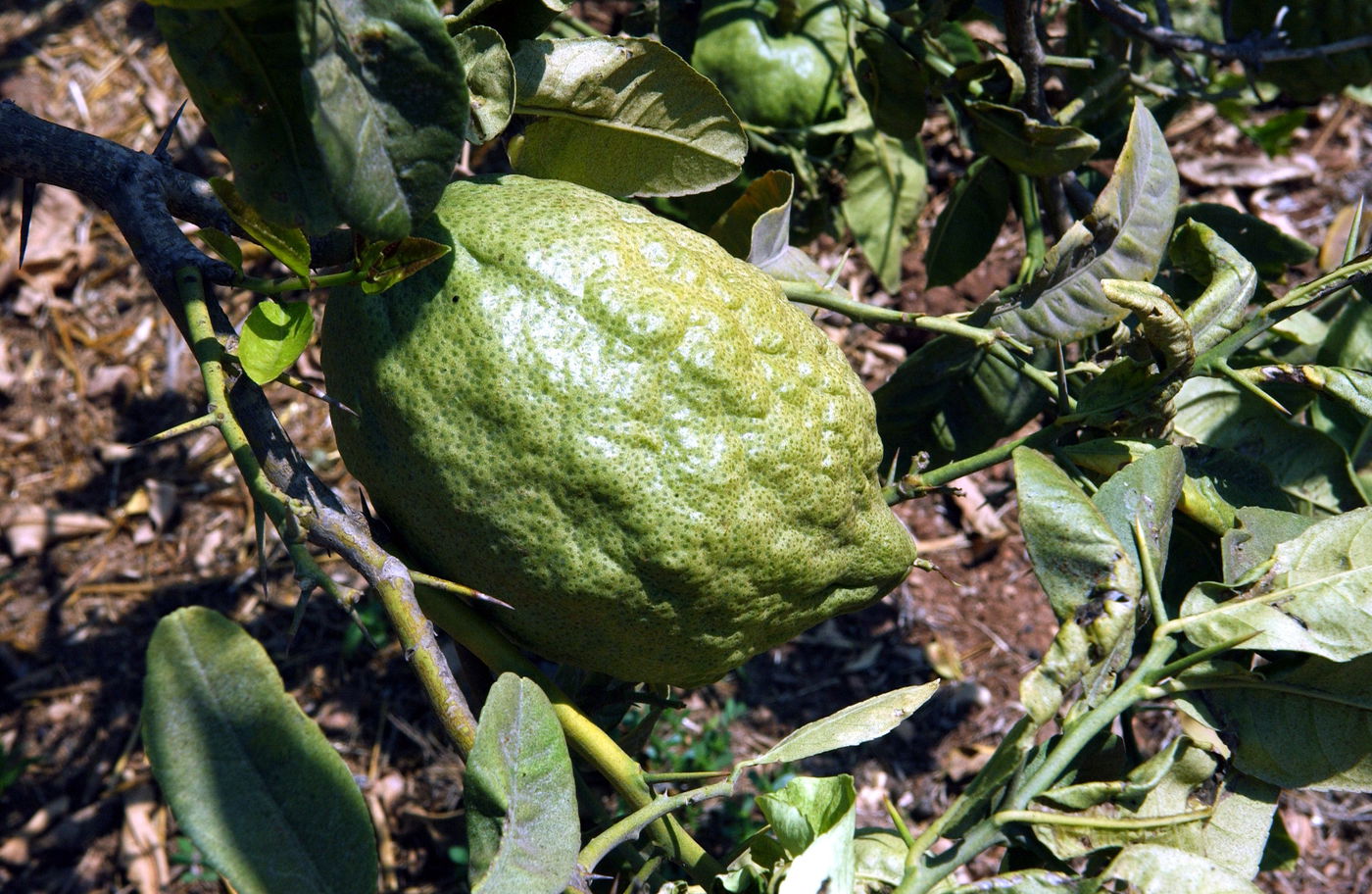 נטיעת האתרוגים בארץ - והסכנה מהזאבים