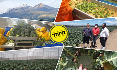 מה מגדלים בגובה של 3200 מטרים? • צפו